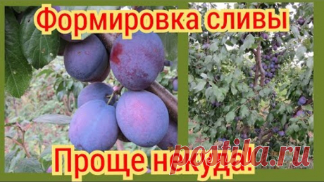 Формировка сливы в саду. Второй год. Сорт Президент.