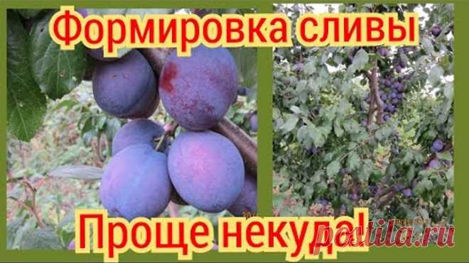 Формировка сливы в саду. Второй год. Сорт Президент.