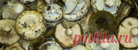 Как вкусно засолить грузди