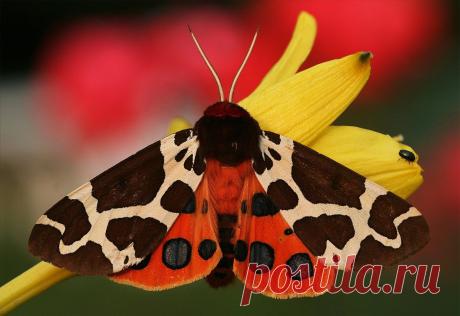 медведица-кайя/ Garden tiger moth (Arctia caja), Северная Америка и Евразия.