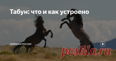 Табун: что и как устроено На первый взгляд в конном обществе все равны. Но если копнуть глубже, долгое время наблюдать за поведением лошадей, вы можете обнаружить иерархический строй. Сегодня вы узнаете, в чём это проявляется.