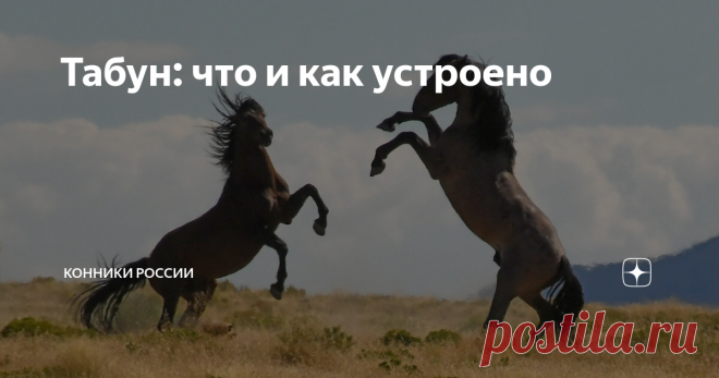Табун: что и как устроено На первый взгляд в конном обществе все равны. Но если копнуть глубже, долгое время наблюдать за поведением лошадей, вы можете обнаружить иерархический строй. Сегодня вы узнаете, в чём это проявляется.