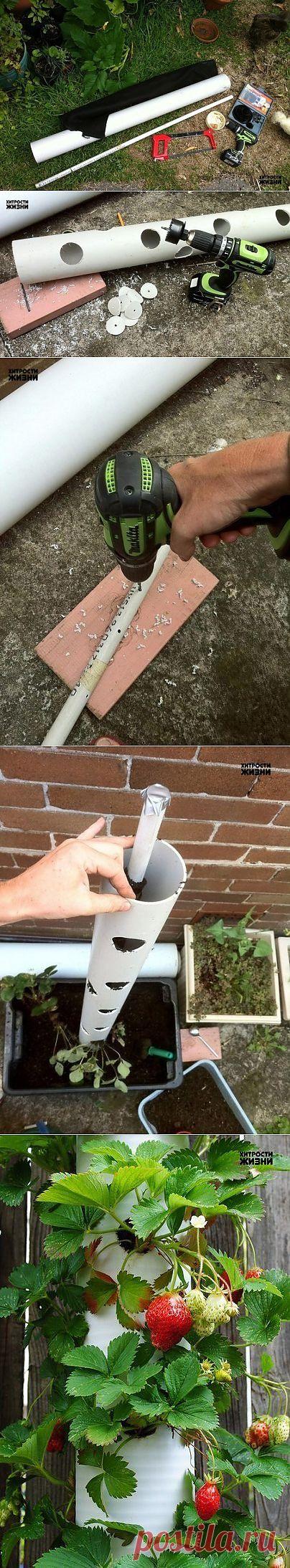 Вертикальная грядка - хитрости жизни!!! / Конкурс дачных фотографий / 7dach.ru