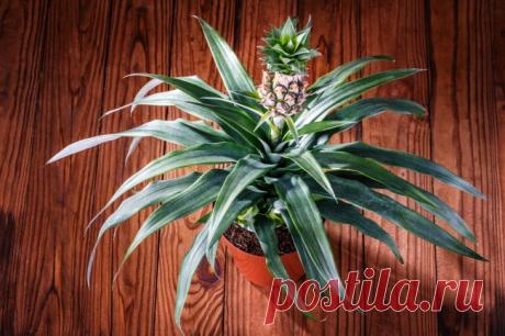 Фрукты, которые можно вырастить у себя в квартире