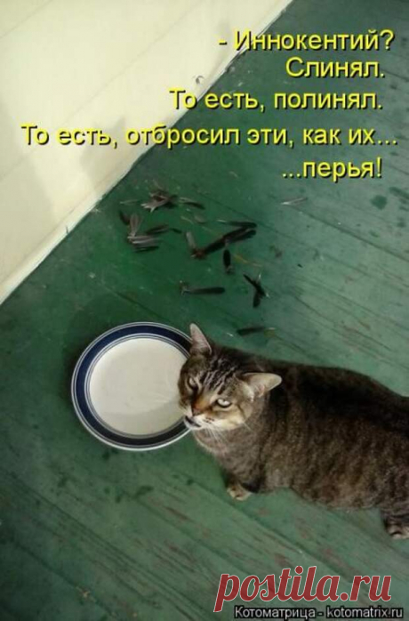 Уморительные котоматрицы, которые не оставят вас равнодушными)