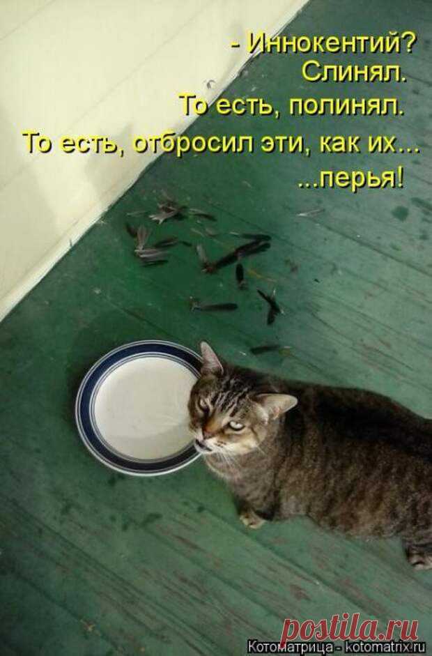 Уморительные котоматрицы, которые не оставят вас равнодушными)