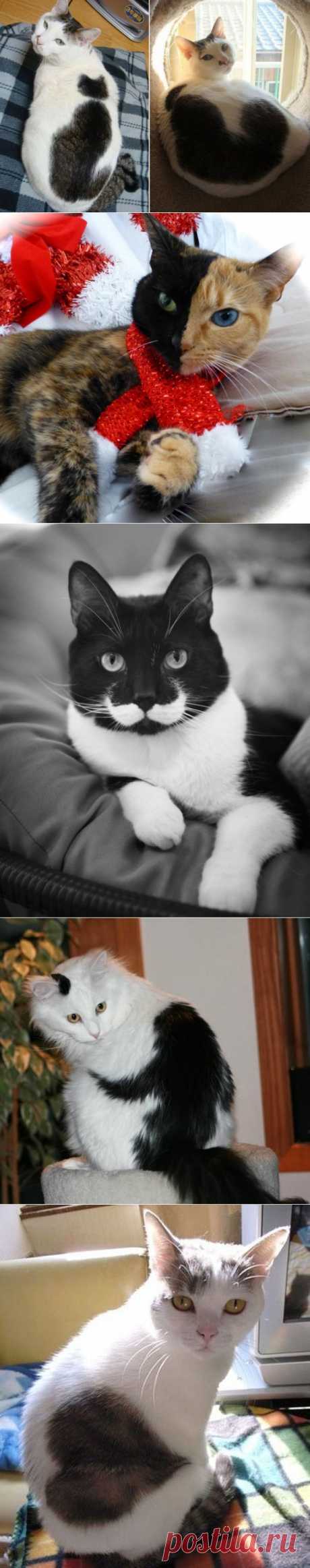 10 кошек, которых раскрашивала сама природа