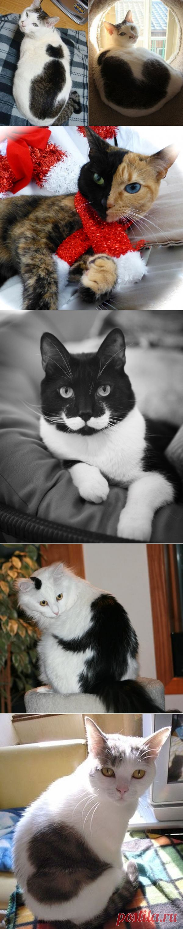 10 кошек, которых раскрашивала сама природа