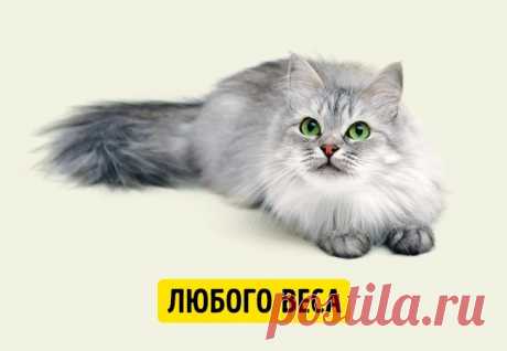 Простой способ определить возраст собак и кошек в человеческих годах