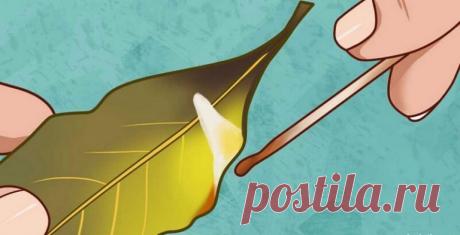 Тут всі говорять, що вдома потрібно палити лавровий лист. Чи так це? Лавровий лист – не тільки смачна приправа. Ця рослина також допомагає при багатьох захворюваннях.

Хороший кухар знає секретний інгредієнт смачного супу: лавровий лист.

Ароматне, оливково-зелене листя надає страві тонку інтенсивність і глибину.

Але лавровий лист – не тільки смачна приправа. 