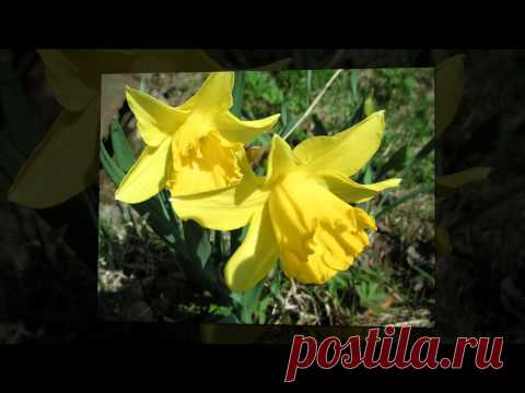 Весенний вальс. Музыка Ф.Шопена.