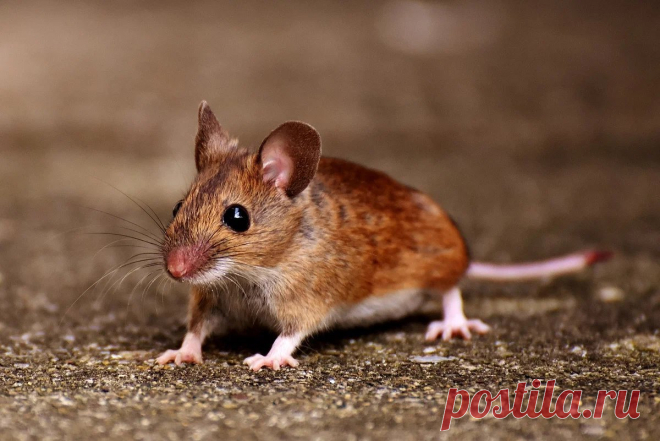 🐁 Как избавиться от мышей гуманными методами? Простые предупредительные меры против нежеланных гостей-грызунов | Советует биолог | Procvetok | Пульс Mail.ru