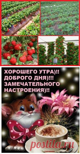 Диета для клубники