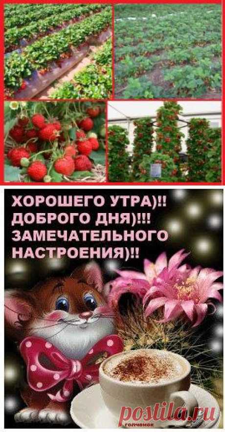 Диета для клубники