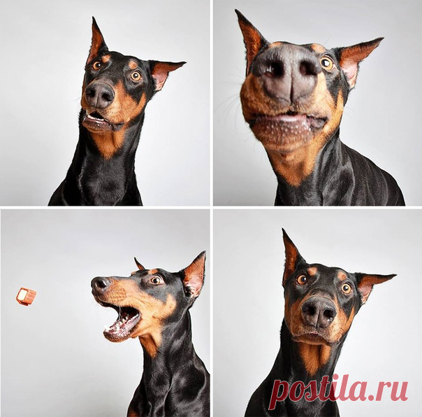 В одном из приютов для животных в штате Юта нашли забавный способ показать людям, какие собаки у них есть на попечении.