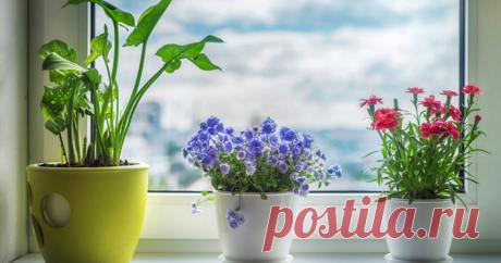 Лучшие комнатные растения для дома по фен-шуй: цветы семейного счастья - kolobok.ua По законам фен-шуй, цветы в доме обладают определенной энергией: положительной и отрицательной, мужской энергией Инь, и женской - Ян. Какие комнатные растения должны быть в доме, чтобы в нем было счастье, здоровье и материальное благополучие?