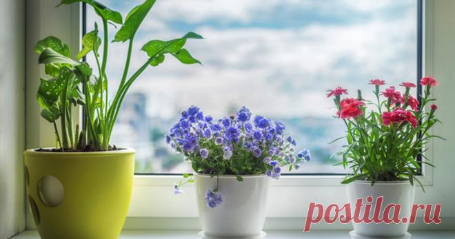 Лучшие комнатные растения для дома по фен-шуй: цветы семейного счастья - kolobok.ua По законам фен-шуй, цветы в доме обладают определенной энергией: положительной и отрицательной, мужской энергией Инь, и женской - Ян. Какие комнатные растения должны быть в доме, чтобы в нем было счастье, здоровье и материальное благополучие?