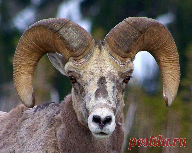 rocky_mountain_big_horn.jpg (750×600)