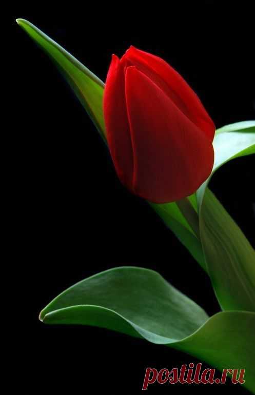 (1) Pinterest