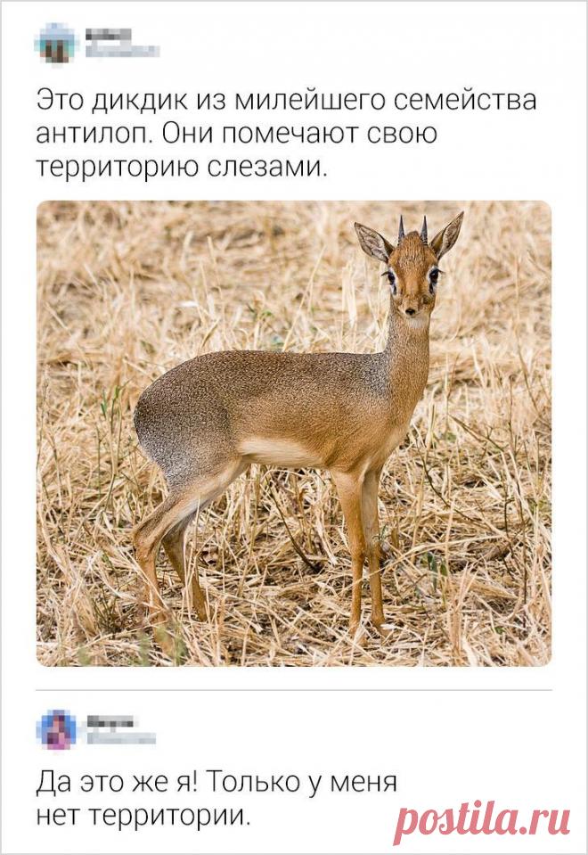 15+ комментариев от пользователей соцсетей, которые парой фраз способны сделать наш день Без комментаторов в интернете было бы в миллион раз скучнее. Мы ничего не узнали бы ни про 140-летнего анестезиолога, ни про шавермкоин, ни про кота-взяточника. К счастью, всегда будут люди, которые н...