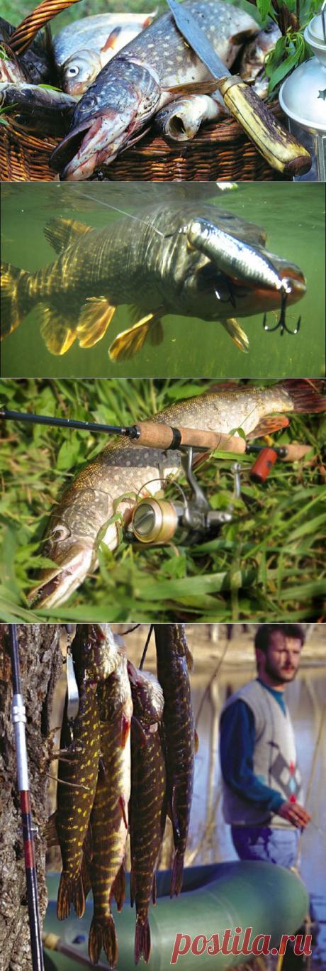 Щука из-под куста. Техника ловли