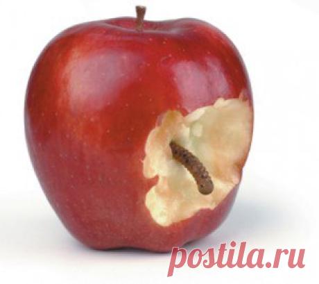Жизнь на 100%