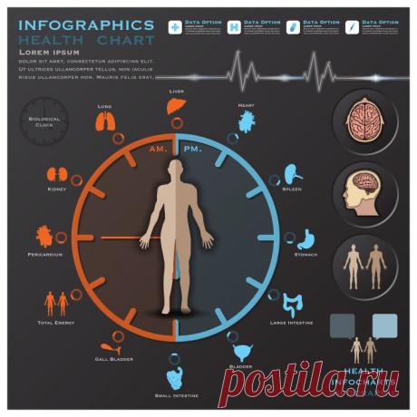 Как работают биологические часы человека