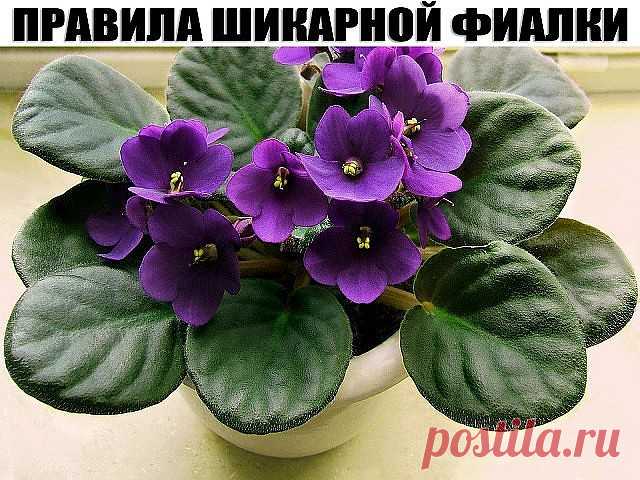 Правила шикарной фиалки