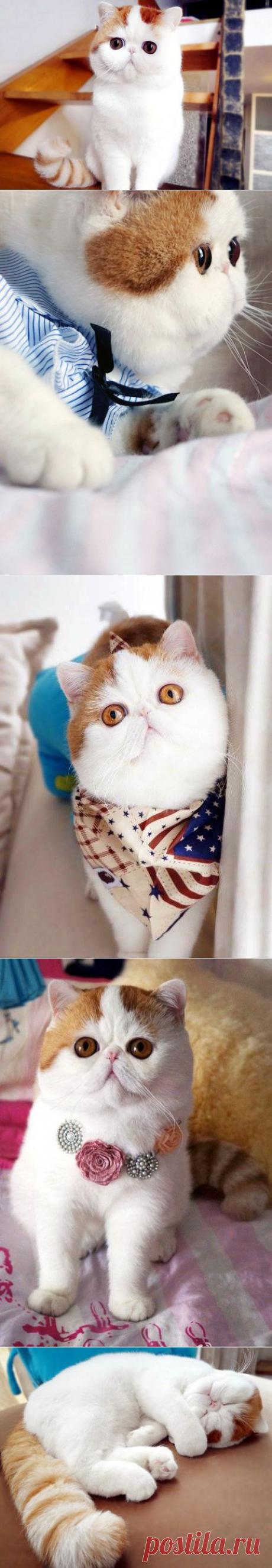 Кот Снупи - звезда интернета (32 фото)