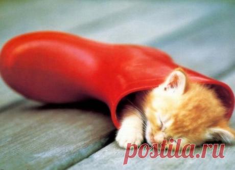 Funny kitten resting in the boot | Funny cats