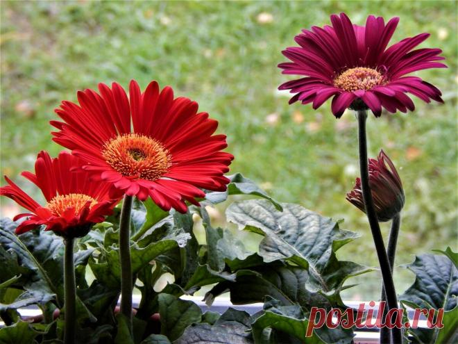 Герберы Джеймсона REVOLUTION | Цветочная душа | Яндекс Дзен