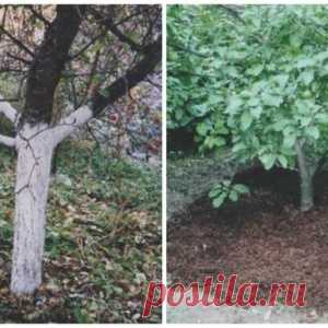 Садовод готовится к зиме