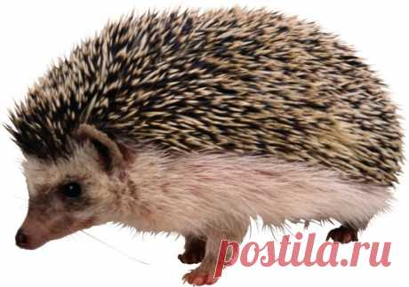 Одноклассники