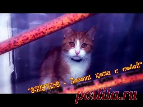 ILUMILAND - Позови кота с собой.