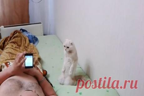 Видео с кошкой-патриоткой, слушающей стоя гимн России, «взорвало» интернет // KP.RU