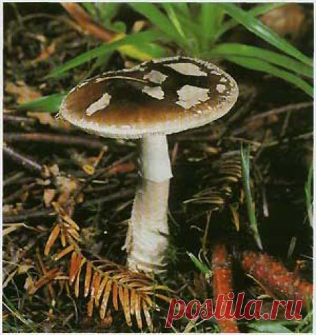 Мухомор пурпуровый (Amanita porphyria)