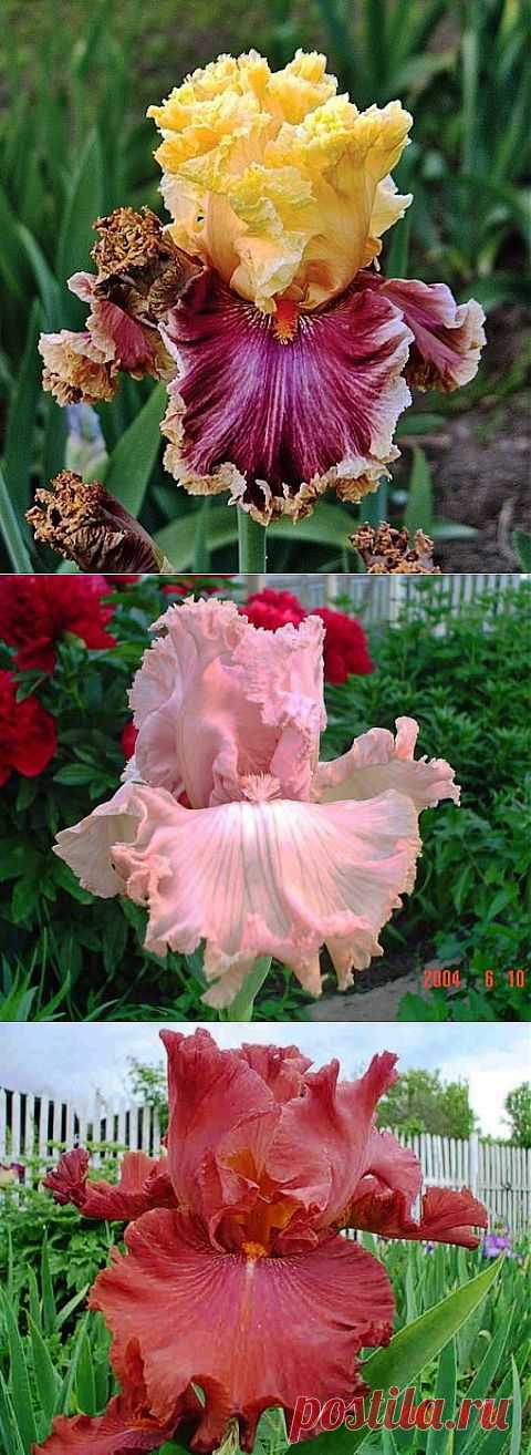 Без заголовка.