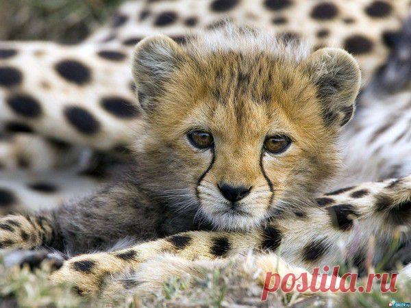 барс | Фотографии ирбис @@@ | 213 фото