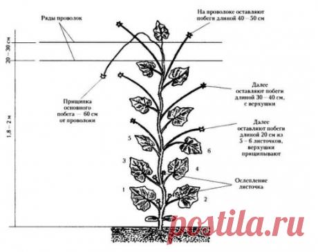 Как правильно прищипывать огурцы?
 
Пожалуй, одним из самых почитаемых овощей на огороде, которому всегда найдется место, является огурец. Каждый садовод хочет получать большой по объемам урожай. Для достижения такого результата нужно прибегать к определенным агротехническим приемам. Одним из подобных приемов является прищипка огурцов. В этой статье мы рассмотрим данный процесс и то, как прищипывать огурцы правильно.
 
Некоторое могут сказать, что вообще никогда не прищипывали огурцы, но урожа