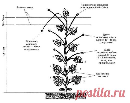 Как правильно прищипывать огурцы?
 
Пожалуй, одним из самых почитаемых овощей на огороде, которому всегда найдется место, является огурец. Каждый садовод хочет получать большой по объемам урожай. Для достижения такого результата нужно прибегать к определенным агротехническим приемам. Одним из подобных приемов является прищипка огурцов. В этой статье мы рассмотрим данный процесс и то, как прищипывать огурцы правильно.
 
Некоторое могут сказать, что вообще никогда не прищипывали огурцы, но урожа