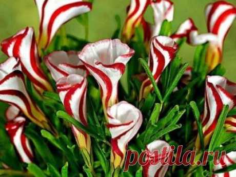 Оксалис уход в домашних условиях полив пересадка размножение