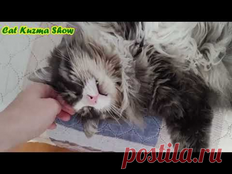 Как же я устал пока играл. Смешной кот Кузьма