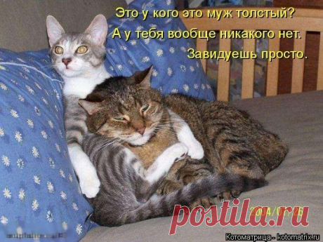 Выпуск 272: Красочные и улыбающие котоматрицы (30 фото)
