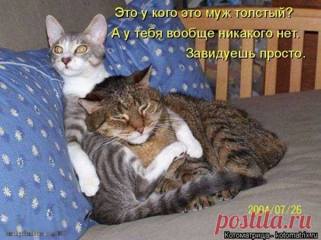 Выпуск 272: Красочные и улыбающие котоматрицы (30 фото)