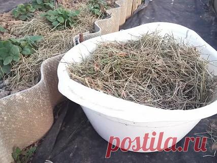 #мульча 
 ХВОЙНАЯ МУЛЬЧА ДЛЯ ЗЕМЛЯНИКИ 
Если вы устали поливать и рыхлить свои грядки с земляникой, есть способ «обмануть» растения.

И представьте, основа его взята в сосновом лесу. Дадим вам дачный совет, просто обратите внимание на слой опавших иголок, толстым ковром покрывавший землю. Это же прекрасный природный материал (к тому же экологически чистый), которым можно мульчировать грядку!

Принесите на приусадебный участок в полиэтиленовых мешках хвою и заботливо укройт...