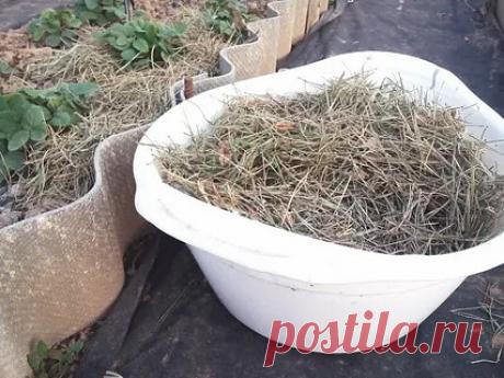 #мульча 
 ХВОЙНАЯ МУЛЬЧА ДЛЯ ЗЕМЛЯНИКИ 
Если вы устали поливать и рыхлить свои грядки с земляникой, есть способ «обмануть» растения.

И представьте, основа его взята в сосновом лесу. Дадим вам дачный совет, просто обратите внимание на слой опавших иголок, толстым ковром покрывавший землю. Это же прекрасный природный материал (к тому же экологически чистый), которым можно мульчировать грядку!

Принесите на приусадебный участок в полиэтиленовых мешках хвою и заботливо укройт...