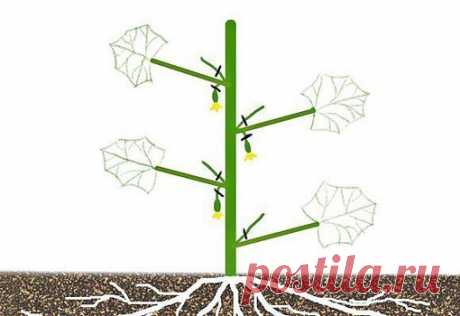 Формировка огурцов

1. На первом этапе на нижней части растения в пазухах 3-5 листьев производится «ослепление». Удаляются все завязи и побеги, которые образуются в пазухах этих листьев. Это нужно для того чтобы растение направило все силы для формирования корневой системы, которая смогла бы в дальнейшем «прокормить» все растение.

2. На следующем этапе в пазухах следующих 3-5 листьев оставляем завязи, боковые побеги удаляем. 
Показать полностью…