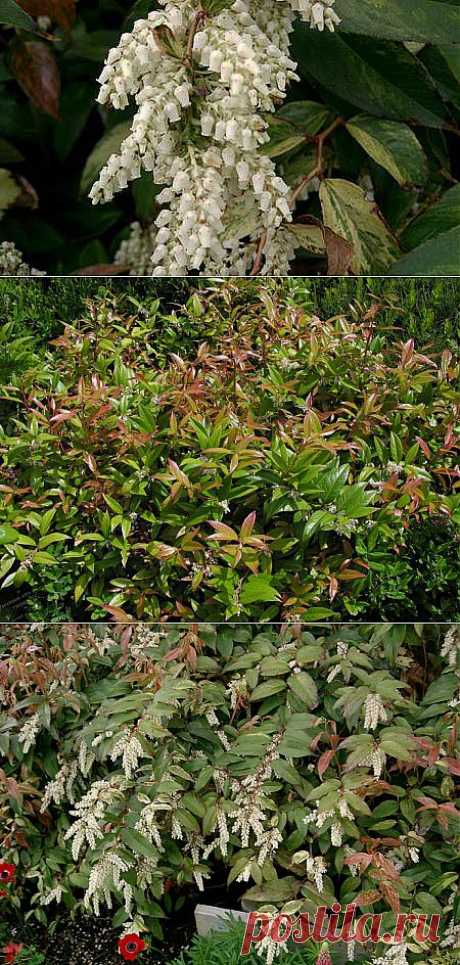 «Белая богиня» сада: леукотоэ