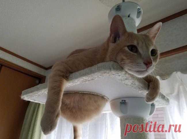 Эти шикарные фотографии мгновенно проявляют истинную суть котов)