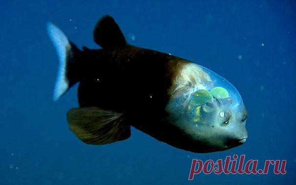 Прозрачные животные, которые реально существуют Это не фотошоп, а реально существующие животные. Такими их создала природа для собственной защиты. Если у вас нет острых зубов, яда, огромной скорости, то защититься от врагов вы сможете, став невидим...